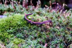 Reseachers want to save salamanders